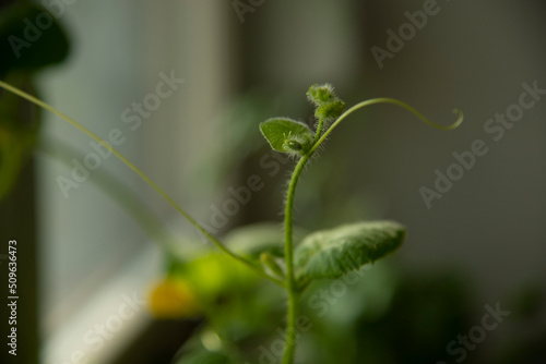 Home Gardening - Growing melon  in a pot indoors