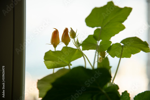 Home Gardening - Growing zucchini in a pot indoors