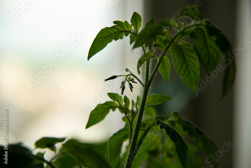 Home Gardening - Growing cherry tomato in a pot indoors