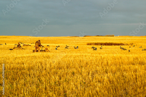 Fotografie, Obraz Waterfowl hunters in a Saskatchewan wheat field.