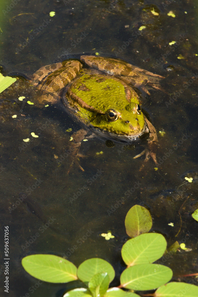 Fototapeta premium Green frog in the pond