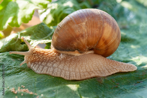 The snail is a cute creature of nature and at the same time is harmful to many plants, as it eats their leaves. Although in some nations, the snail is a kitchen delicacy.