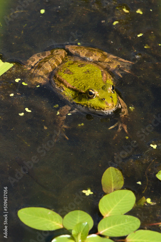 Green frog in the pond