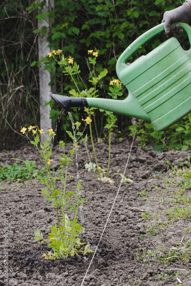 Gardening concept - Watering plants with a watering can. Green plant with yellow flowers watered with a green watering can Gardening concept - Watering plants with a watering can. Green plant with yellow flowers watered with a green watering can
