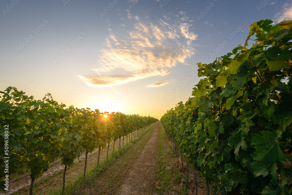 Vineyards in the summer season at the sunset. Vines in a rows, Pannonhalma Wine Region in Hungary
