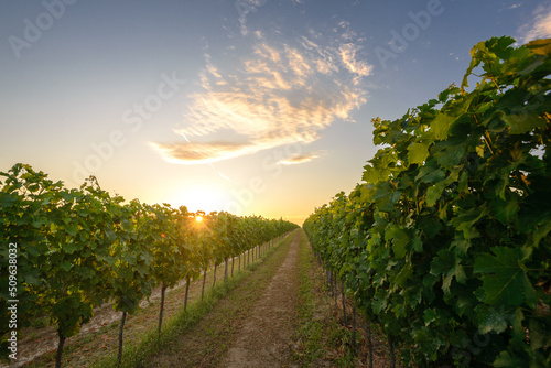 Vineyards in the summer season at the sunset. Vines in a rows, Pannonhalma Wine Region in Hungary