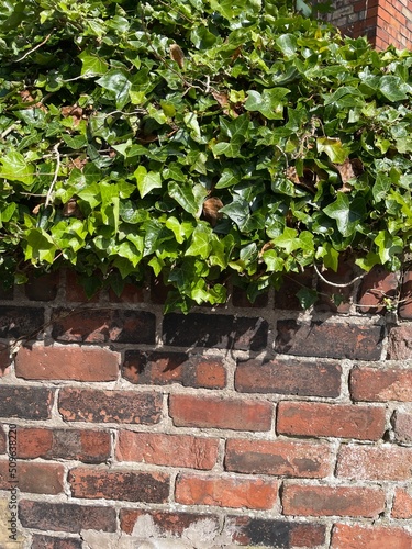 ivy on the wall