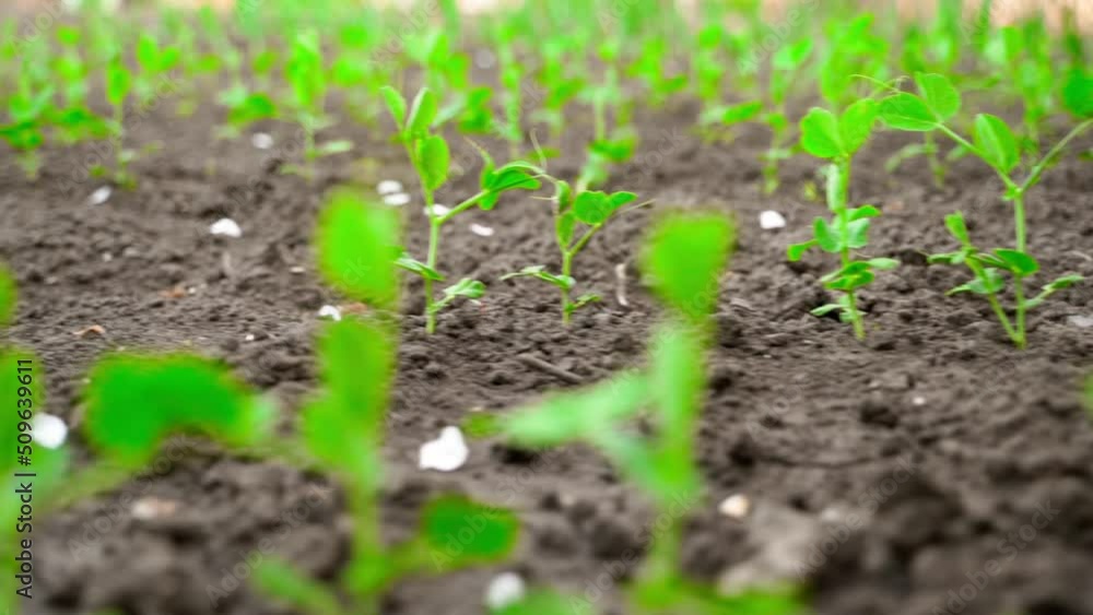 Camera span near a garden bed with growing green pea sprouts Camera span near a garden bed with growing green pea sprouts