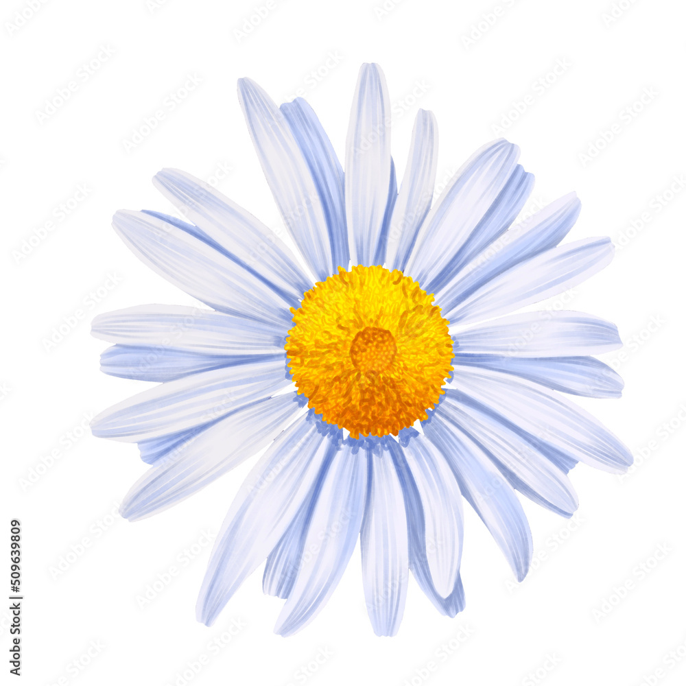 drawing flower of daisy, marguerite isolated at white background , hand drawn botanical illustration