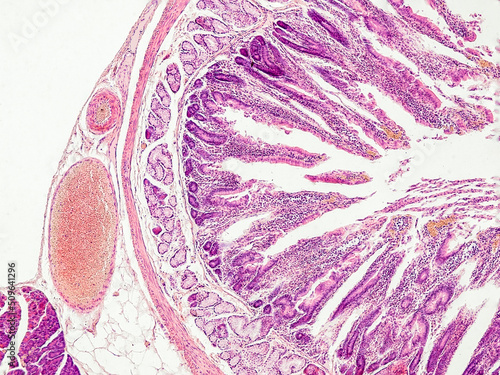 rabbit small intestine cross section under the microscope showing longitudinal muscle, circular muscle, submucosa, mucosa, intestinal villi and lumen - optical microscope x100 magnification photo