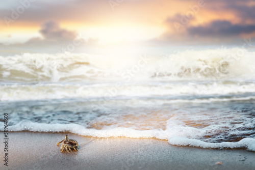Ghost crab,Ocypode or Ocypodidae on sandy beach with splashing sea waves. photo