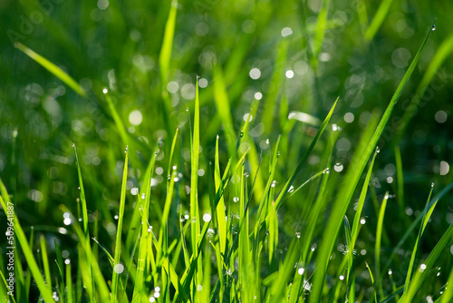 Macro grass with a drop from the rain, gentle focus. Blurred background of green forest with natural bokeh. Abstract beautiful backdrop for text. Morning sun in the meadow. Green leaves and fresh dew