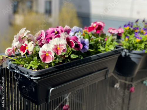 Colourful mixed pink white, purple and blue Viola Tricolor pansies balcony flowers in decorative flower pot hanging on balcony terrace fence photo