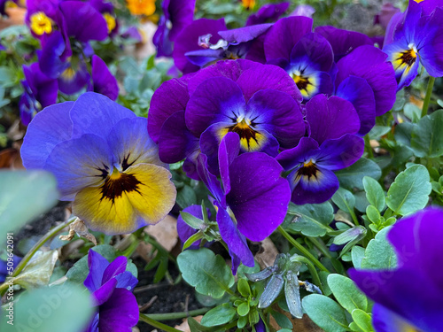 Vibrant purple violet and yellow Viola Cornuta pansies flowers close up  floral wallpaper background with blooming yellow purple heartsease pansy flowers