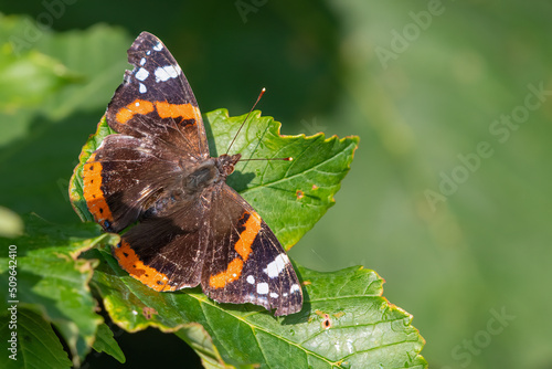 Red admiral butterfly (Vanessa atalanta) perched on a leaf in early summer. photo