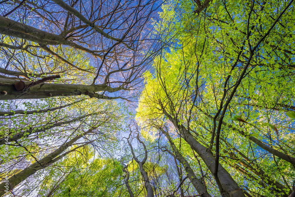 Green foliage in the spring forest with the Sun, Hungary Green foliage in the spring forest with the Sun, Hungary