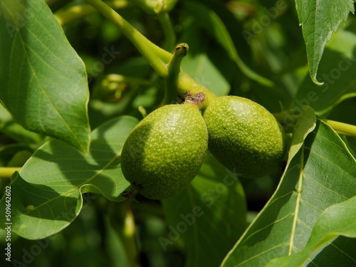 growing green,small nuts of walnut tree at spring