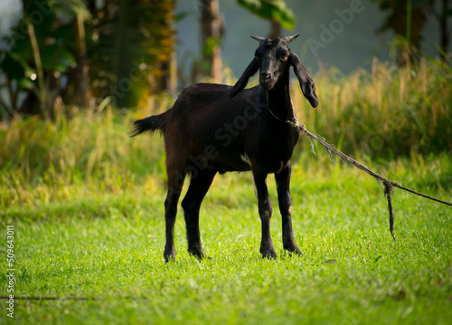 Portrait images of a black goat in the field with natural view background.