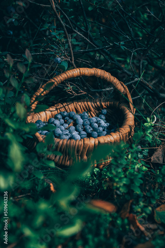 Blueberry. Wild berry.Gifts of nature. Healthy food. Forest