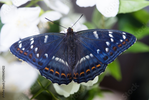 uno splendido esemplare di limenitis populi appena sfarfallato, una bella farfalla di colore nero si nutre di fiori d'arancio