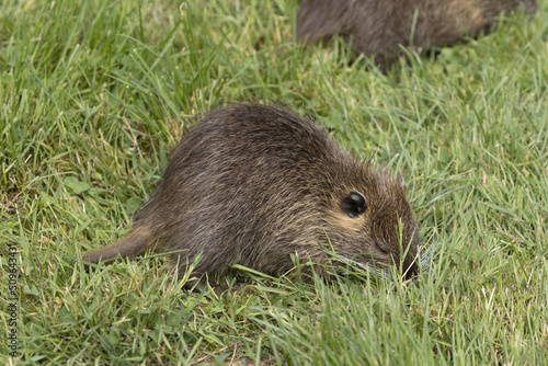 Ragondin dans l herbe au bord de l eau