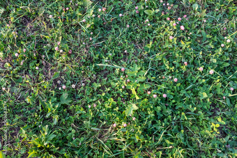 Field of mown green grass with clover flowers, top view. The texture of the green meadow, close up. Background from trimmed lawn for post, screensaver, wallpaper, card, poster, banner, cover, website