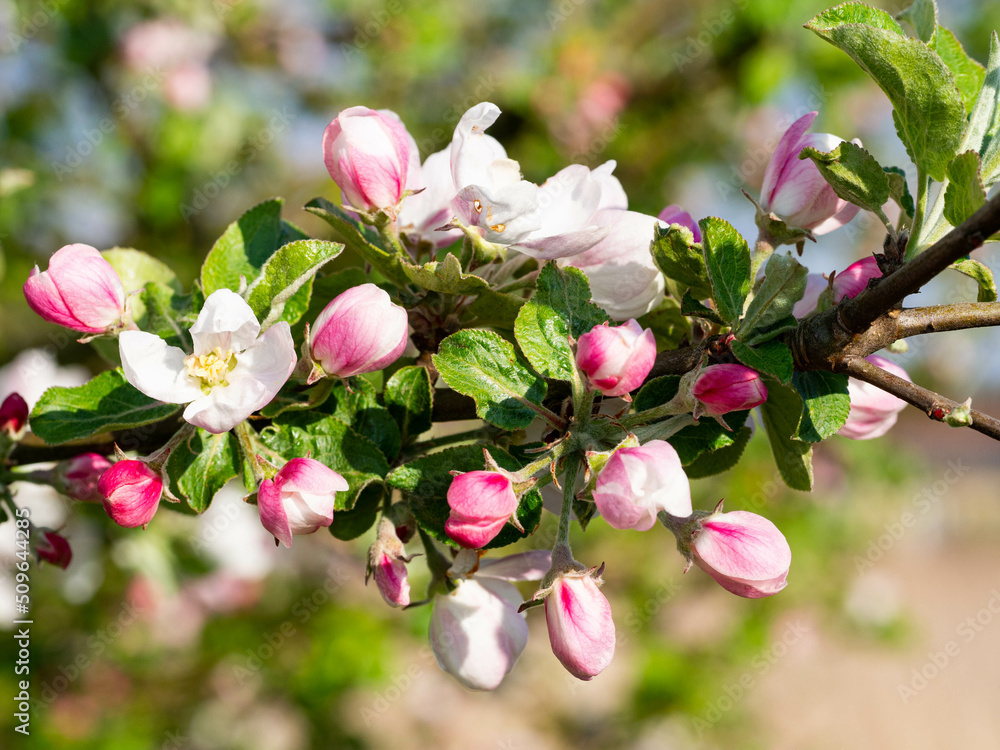 Obraz premium an apple tree with blossoms in spring in sunshine