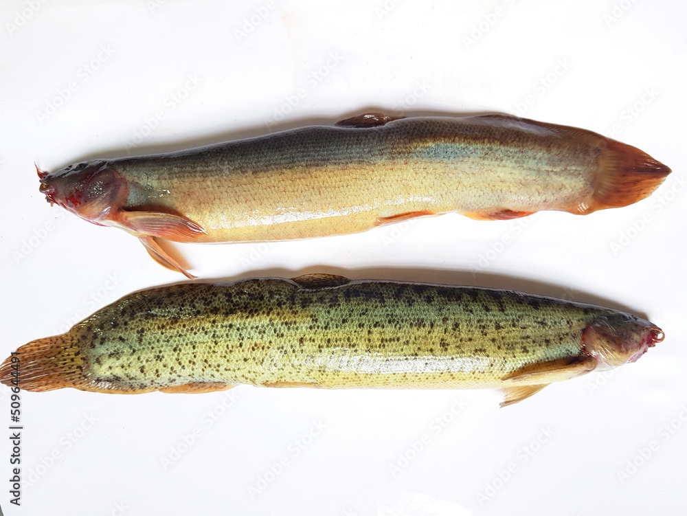 Loaches are fish of the superfamily Cobitoidea, this is a delicious fish in Viet Nam Loaches are fish of the superfamily Cobitoidea, this is a delicious fish in Viet Nam