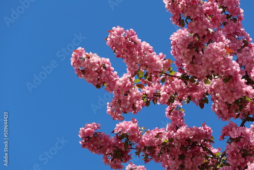 flower in the sky
