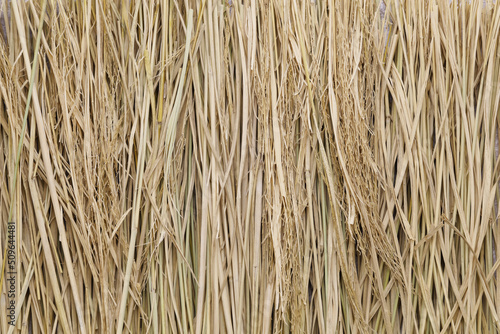 Wallpaper Mural rice straw, fuel for cooking light grill bonito Torontodigital.ca