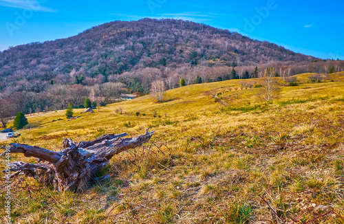 An old snag on Alpe Vicania montane meadow, Vico Morcote, Switzerland photo