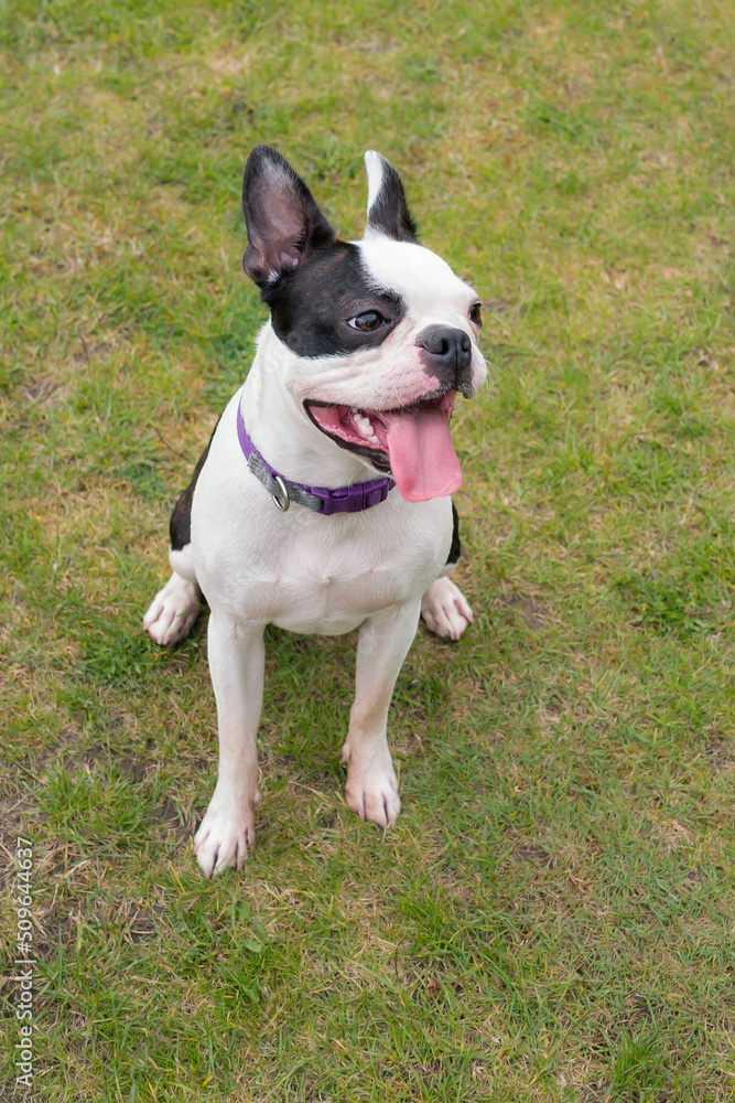 Boston Terrier dog sitting on grass with her tongue out.