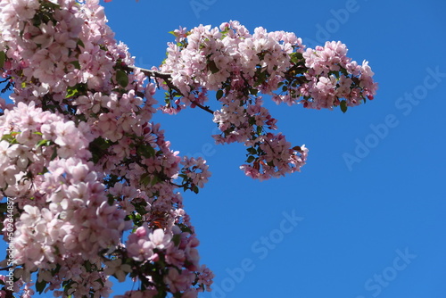 blossom