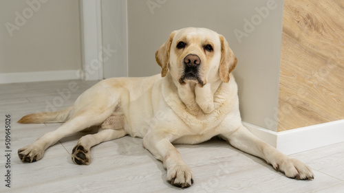 The Labrador dog is resting at home
