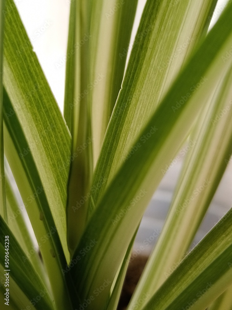 close up of green leaves close up of green leaves