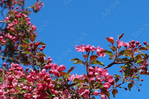 pink flowers against blue sky