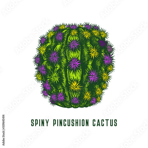 Spiny pincushion cactus icon, hand drawn sketch.