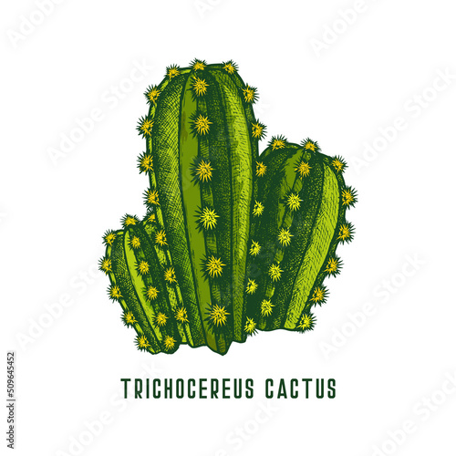 Trichocereus pachanoi or san pedro cactus icon photo