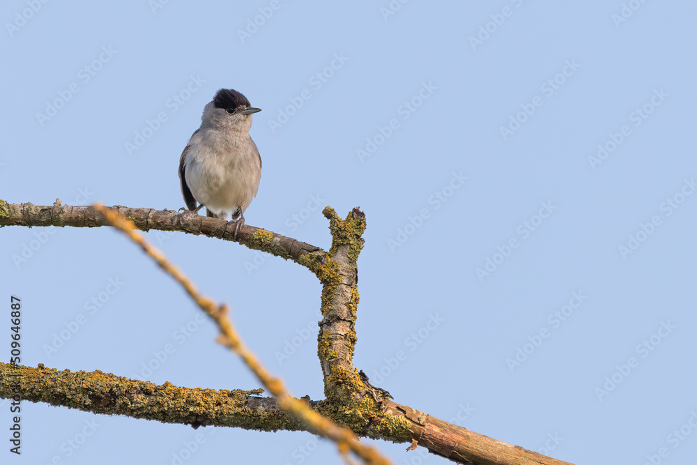 Male blackcap (Sylvia atricapilla) perched on a branch in summer.