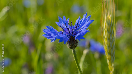 Błękitny kwiat chabru obok kłosa zboże w zieleni.