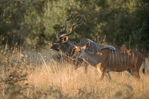 Kudu in the wild