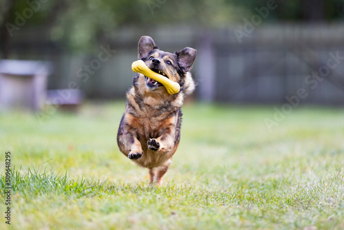 One small happy dog running with a yellow toy bone