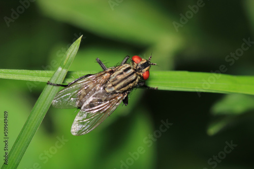 calliphora vicina flcalliphora vicina fly macro photoy macro photo
