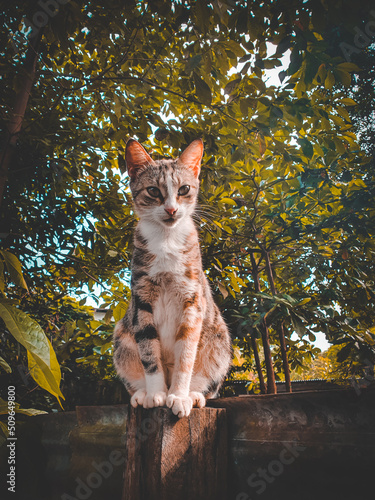 Sticker cat in the treefur, cat, animal, pet, kitten, nature, domestic, feline, cute, ta