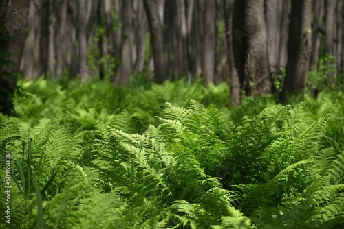 Landscape with a fern growing in the forest among the trees on a spring day close-up. © Lukeriya