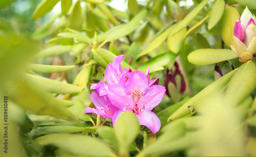 Large pink flowers in middle of defocused leaves. Soft spring background. Rhododendron or azaleas or evergreen bush. Bell shaped pink or purple flowers in bloom with anthers. Selective focus. Large pink flowers in middle of defocused leaves. Soft spring background. Rhododendron or azaleas or evergreen bush. Bell shaped pink or purple flowers in bloom with anthers. Selective focus.