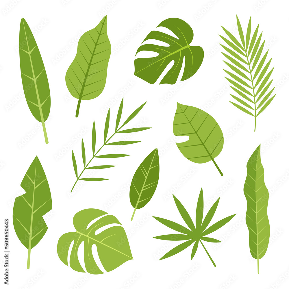 Tropical leaves. Botanical set. Vector illustration in flat cartoon style.