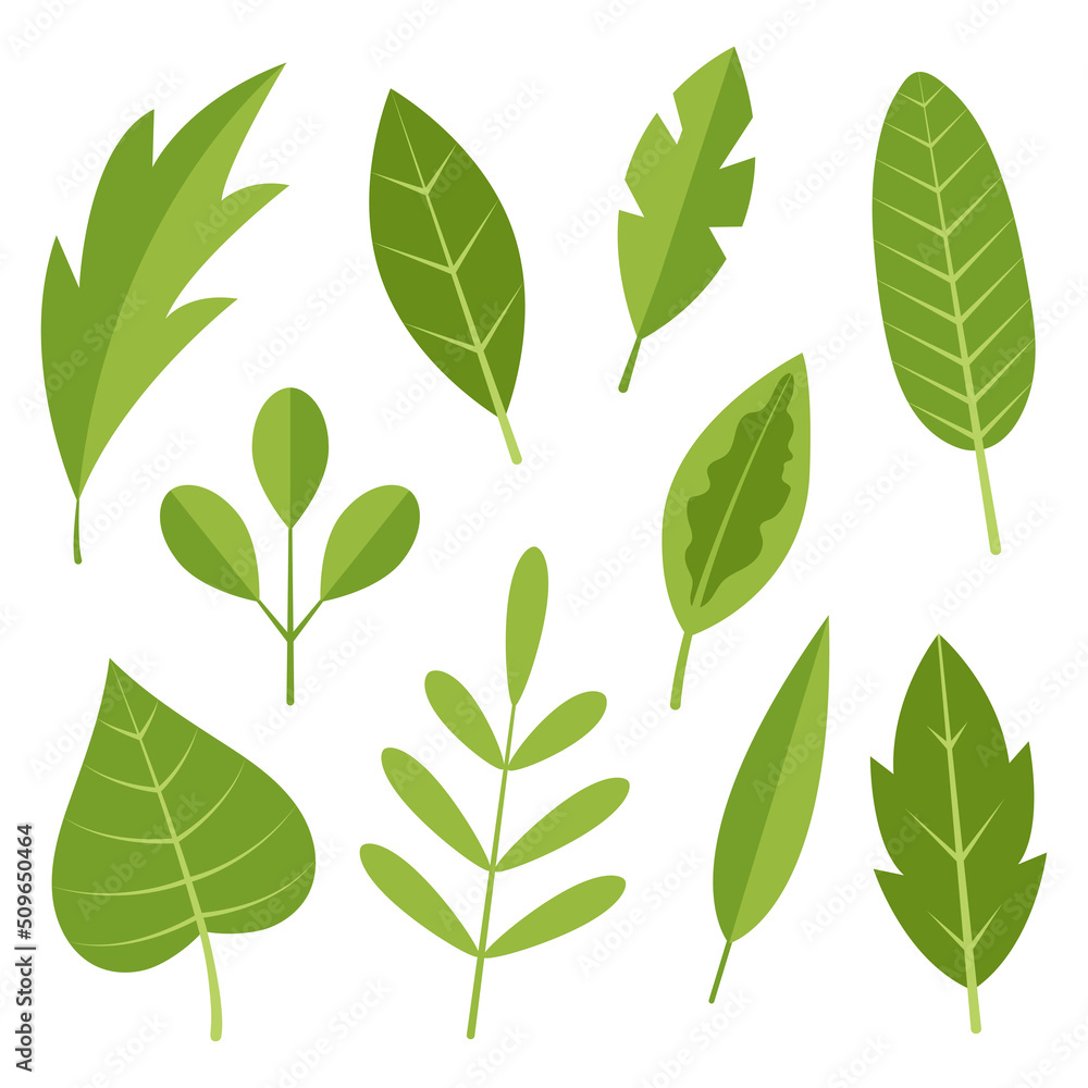 Collection of simple leaves. Design template. Flat vector illustration isolated on white background.