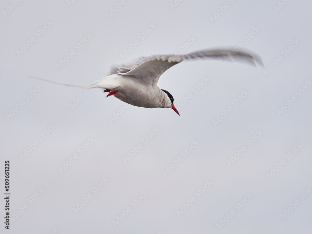 Fototapeta premium Charrán Ártico volando y en el suelo del Norte de Islandia