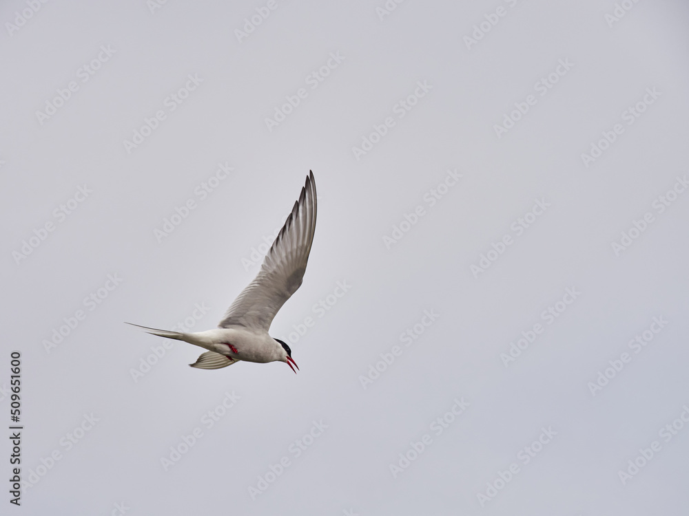 Charrán Ártico volando y en el suelo del Norte de Islandia Charrán Ártico volando y en el suelo del Norte de Islandia